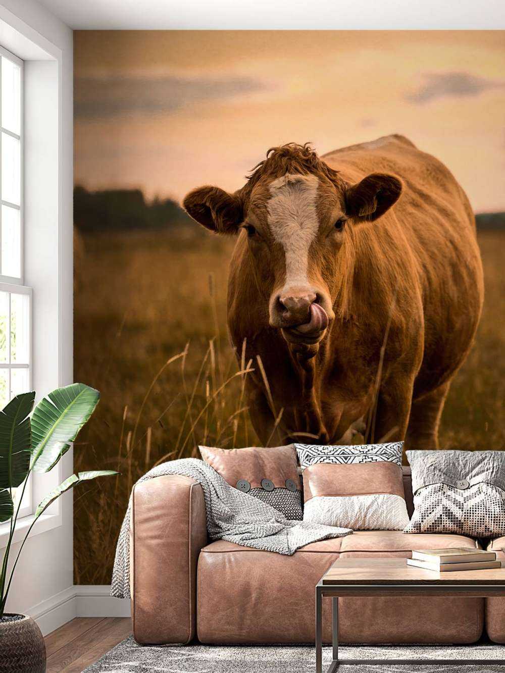 Ku med tungen i nesen