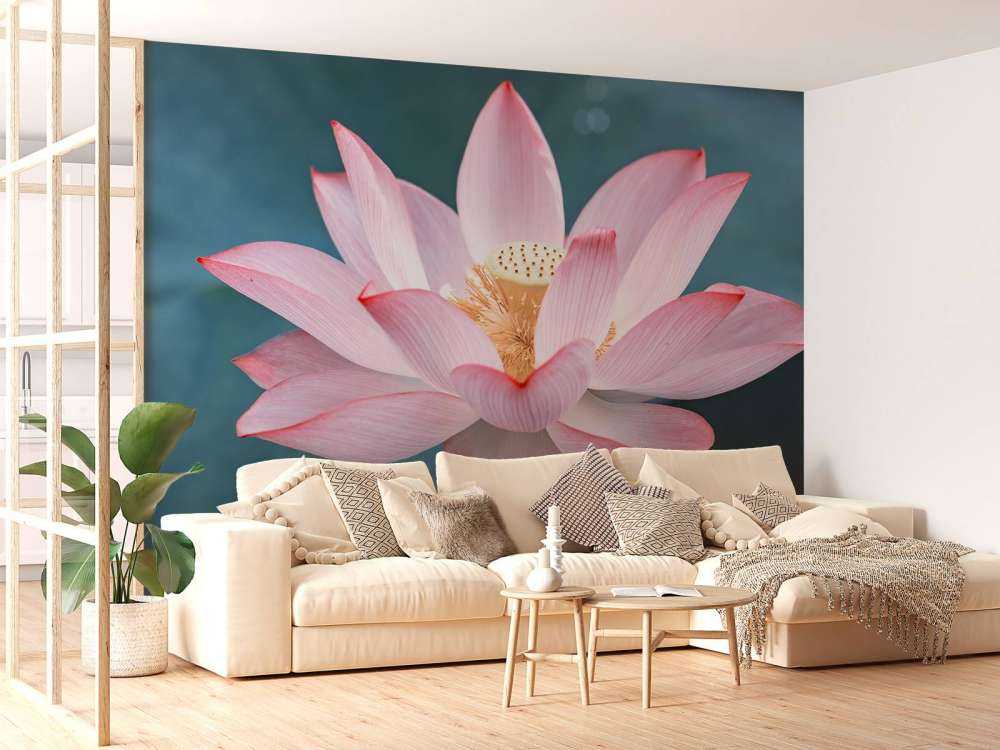 Rykke sammen, av, lotusblomst