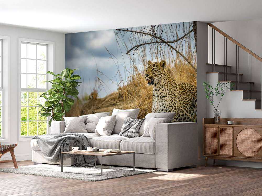 Leopard på utkikk