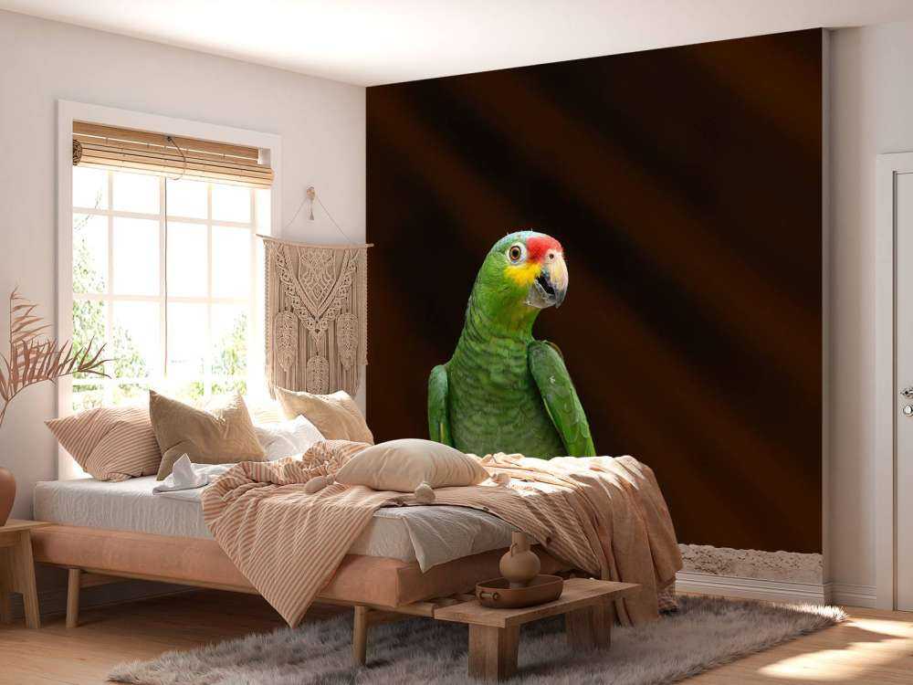 nysgjerrig papegøye