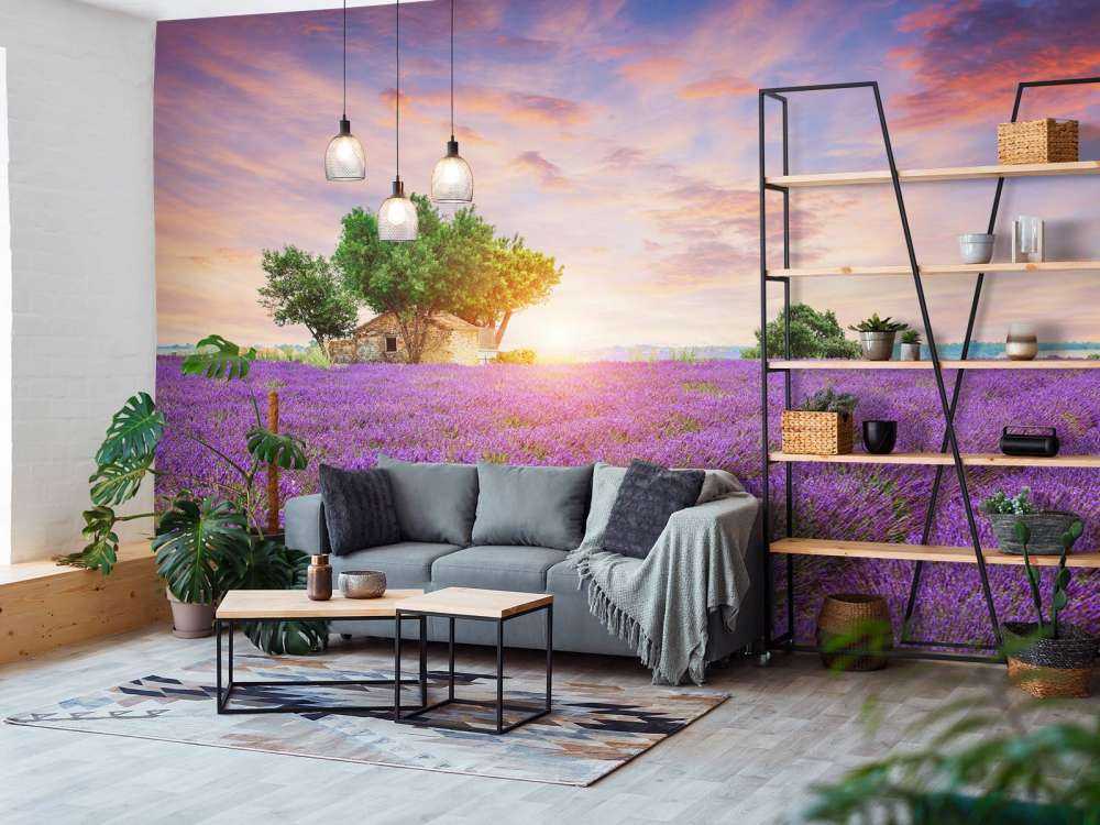 Lavendelåker under soloppgang