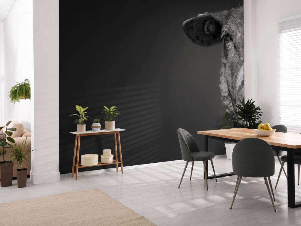 Nærbilde sauer svart og hvitt