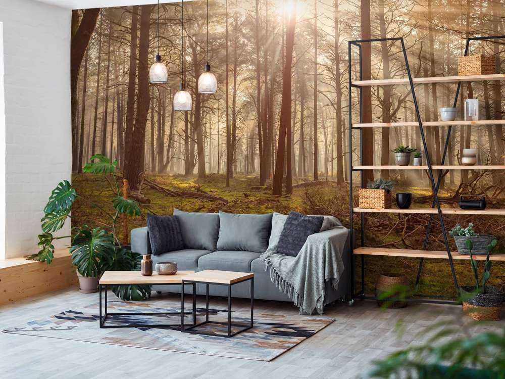 Skog med høye trær