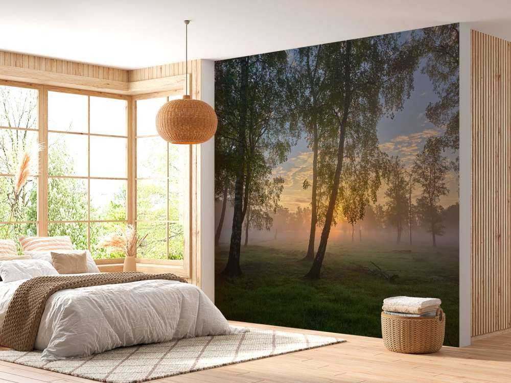 Soluppgång vid björkarna