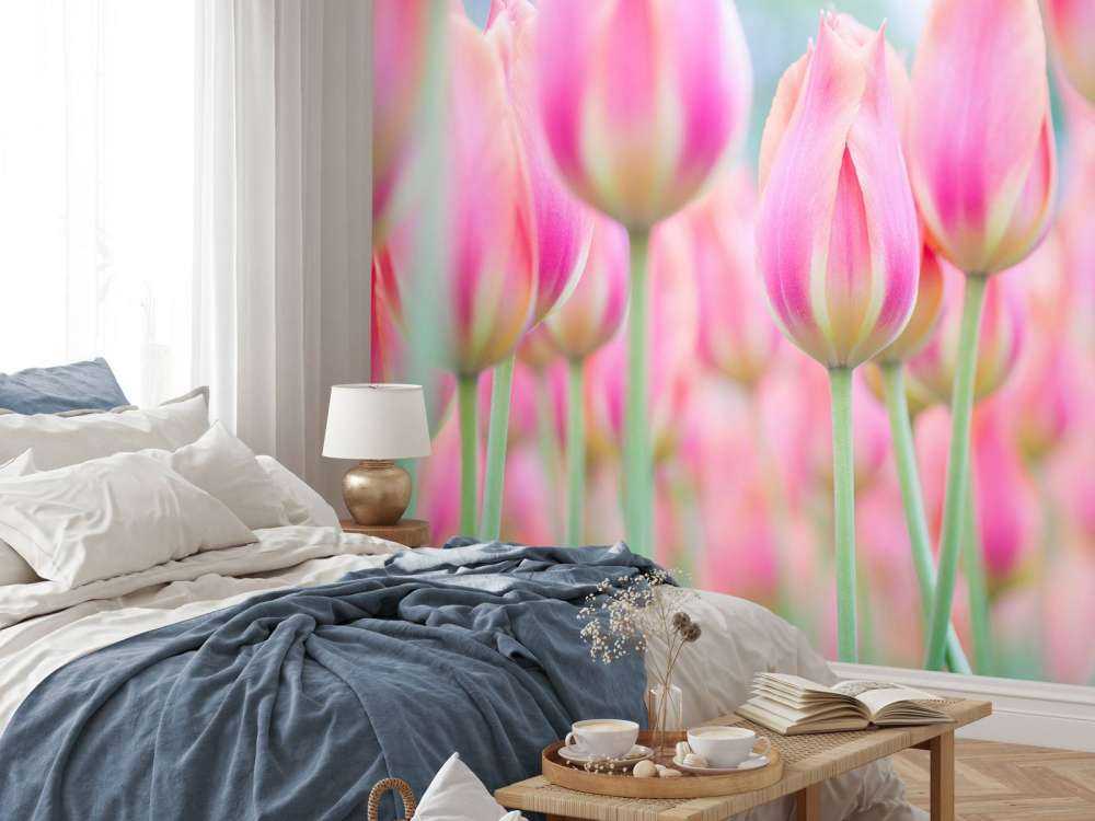 Närbild rosa tulpaner