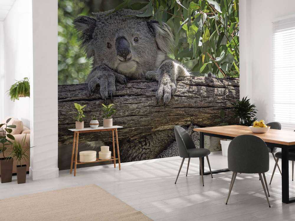 Söt koala