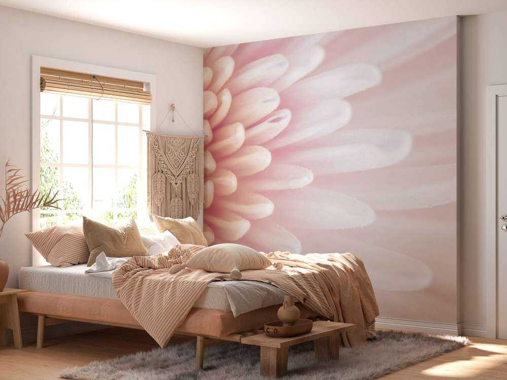 Chrysanthemum petals