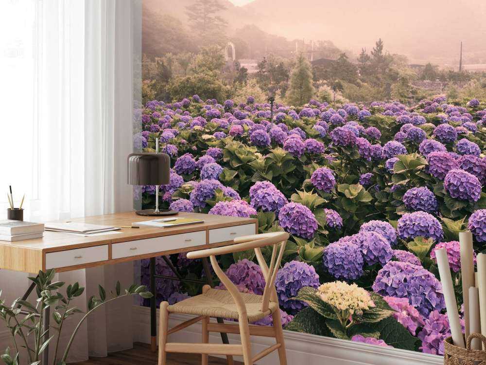 Hortensior i Beitou