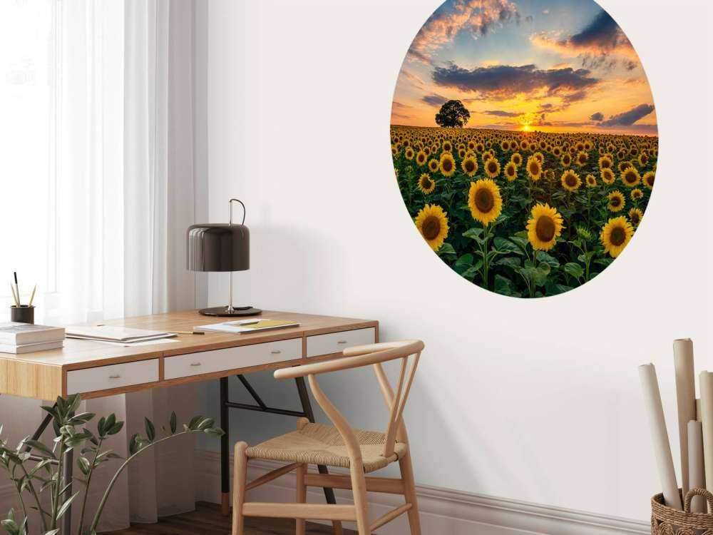 Fält fullt av solrosor