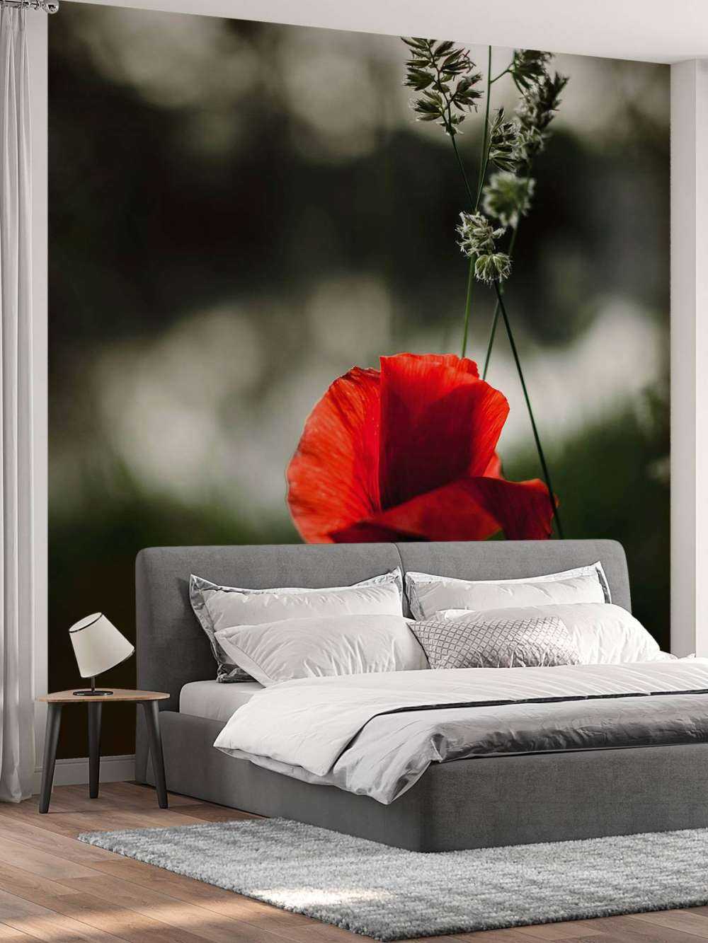 Röd vallmo med gräs