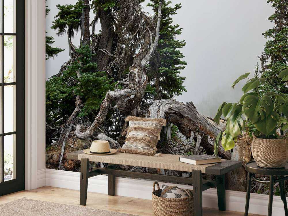 Träd och gamla träd