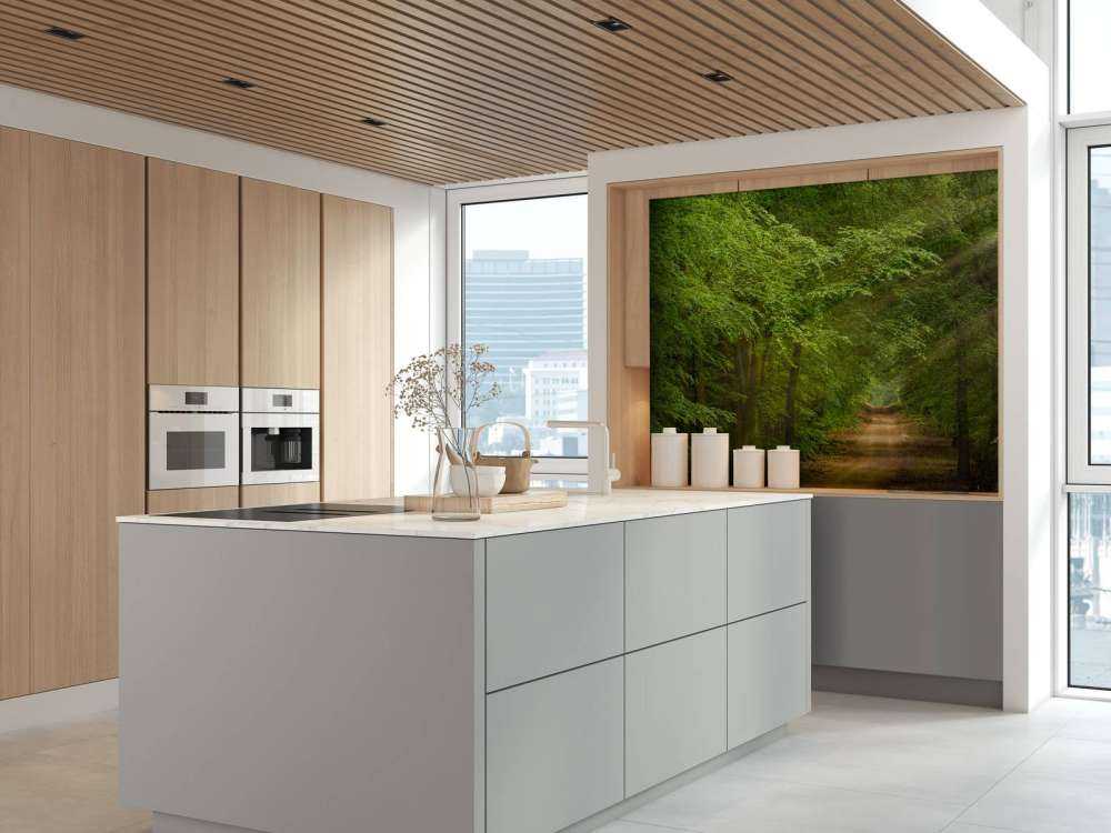 Tudse i skov med solstråler