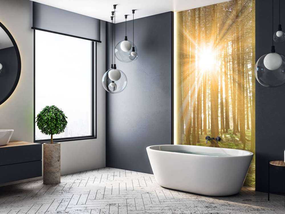 Fyrreskov med solskin