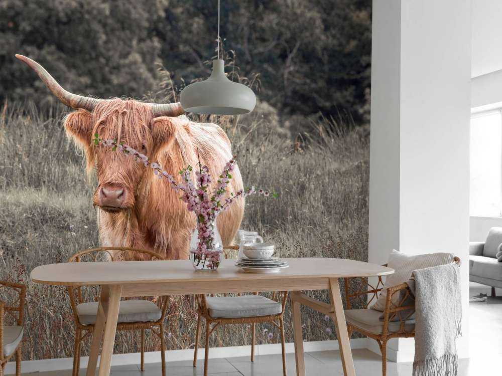 Scottish Highlander i marken