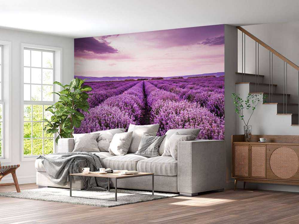 Lavendel buske
