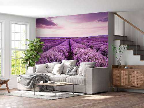 Lavendel buske
