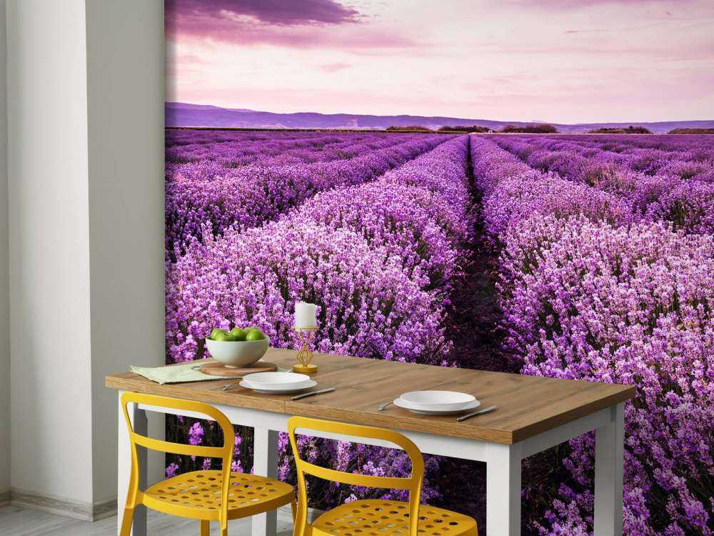Lavendel buske