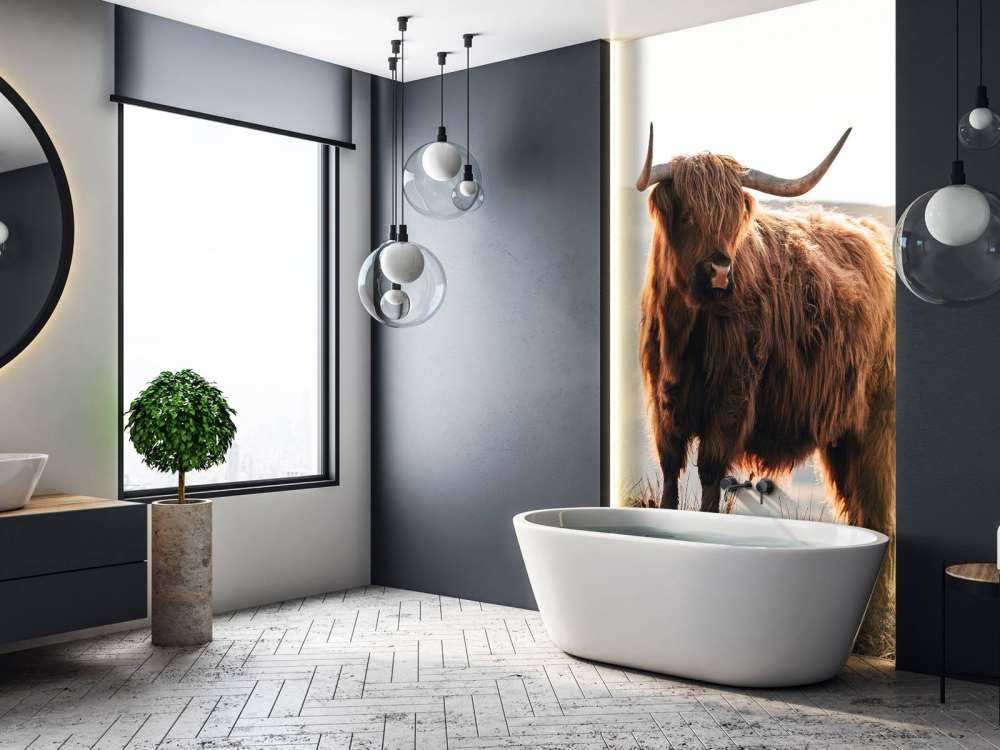 Skotsk højlander på en bakke