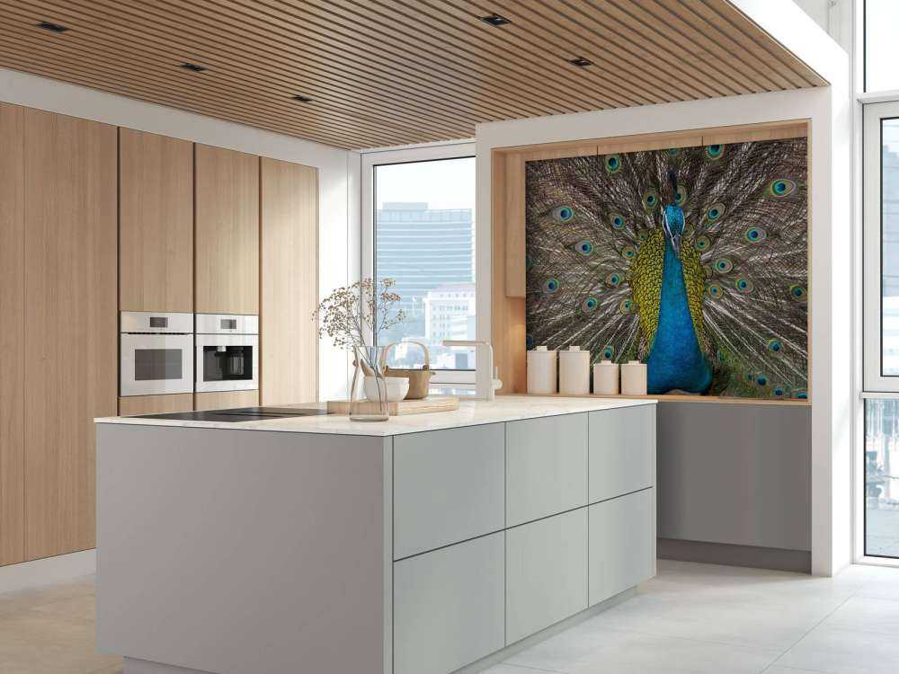 Påfugl med fyldte fjer