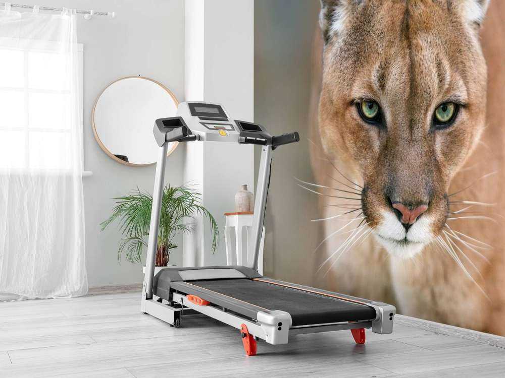 Puma nærbillede