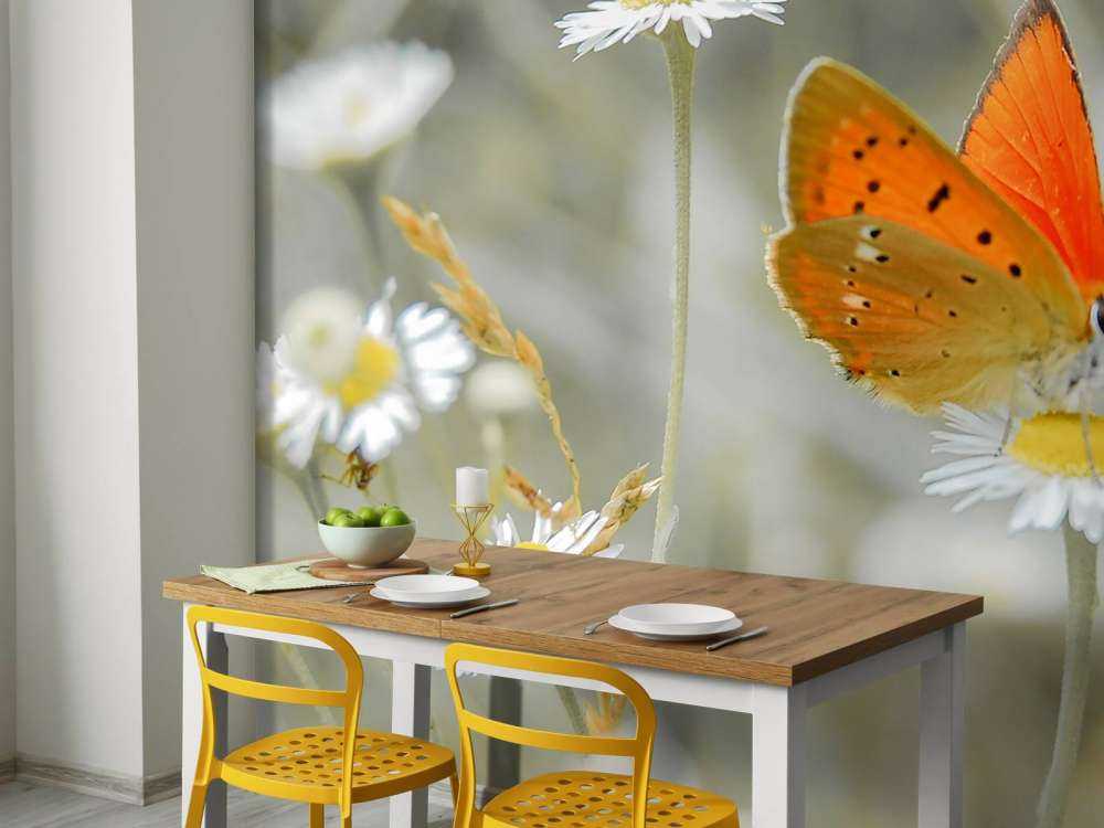 Tusindfryd og orange sommerfugl