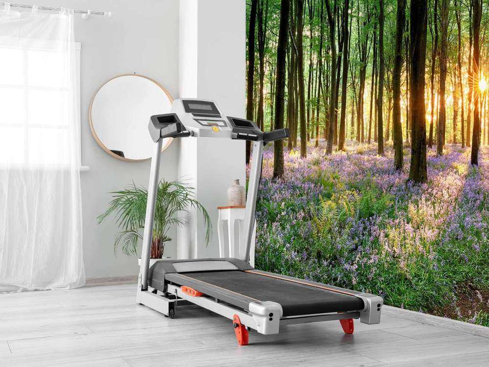 Skovsti ved solopgang