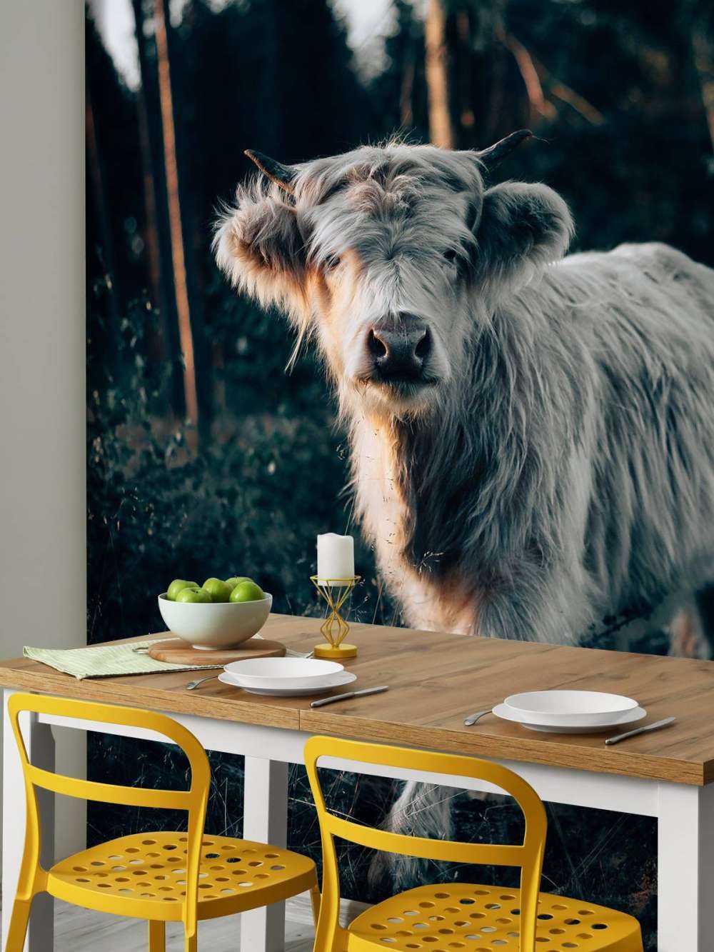 Skotsk highlander-unge