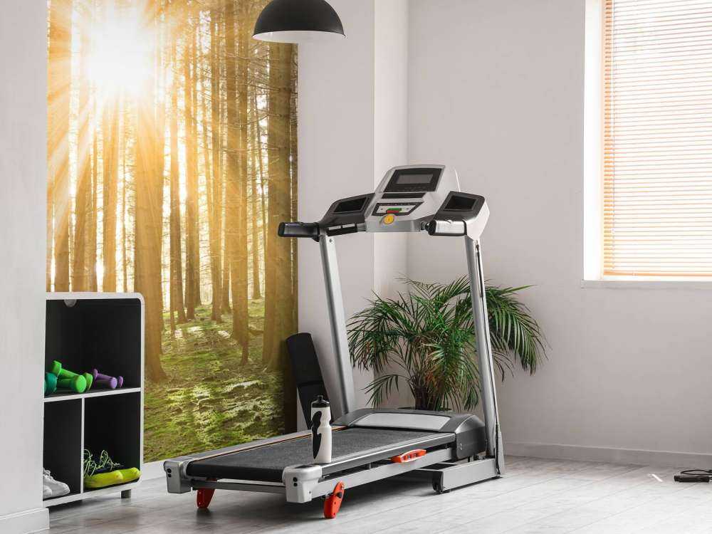 Fyrreskov med solskin