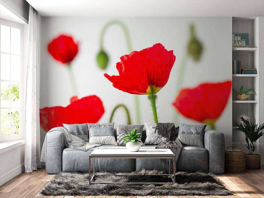 Närbild av röda vallmor