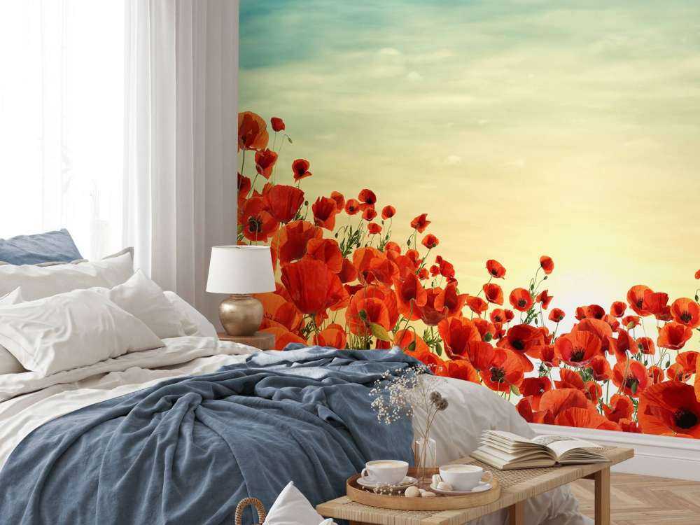 Vallmor i solnedgången