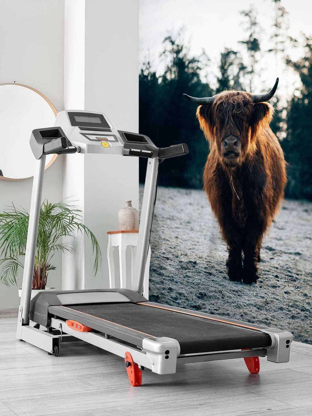 Skotsk highlander i morgonsolen