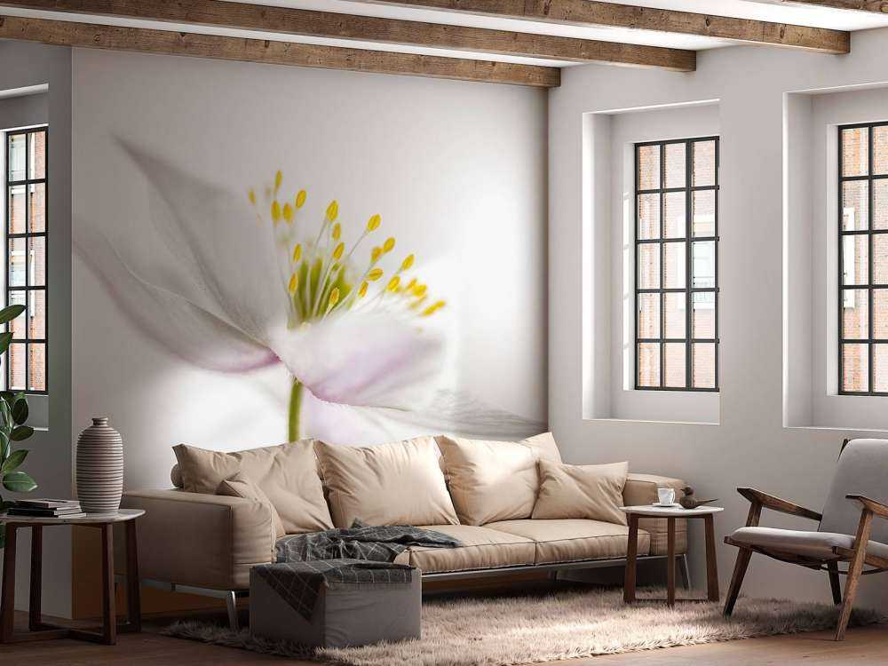 Beautiful Nemorosa**