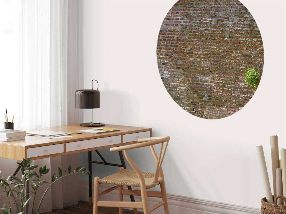 Gammel steinmur med planter