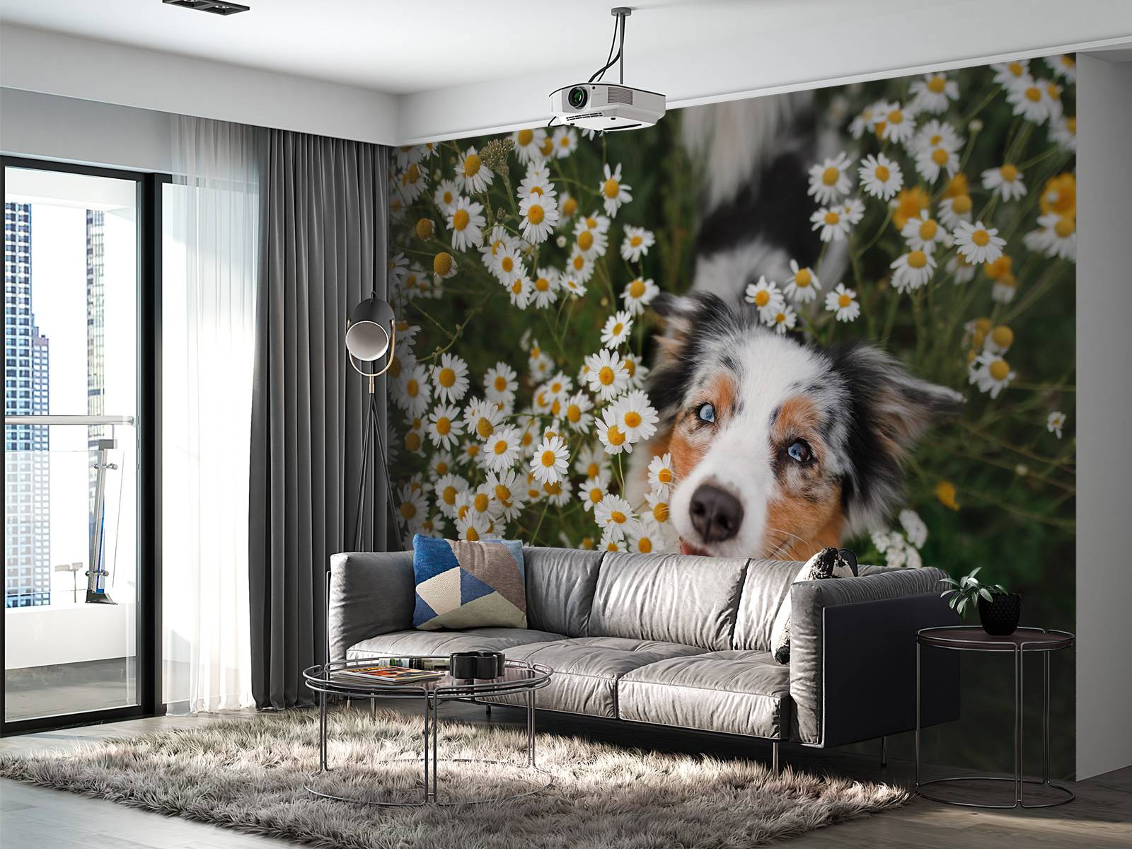 Australsk gjeter blant blomster