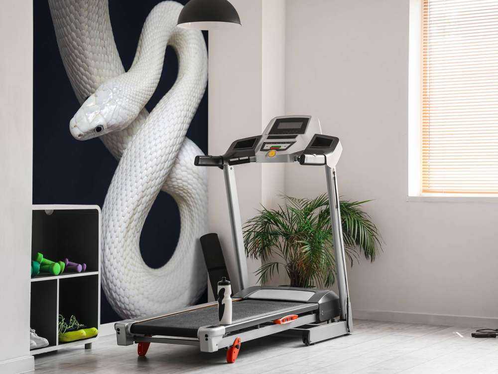Texan rat snake