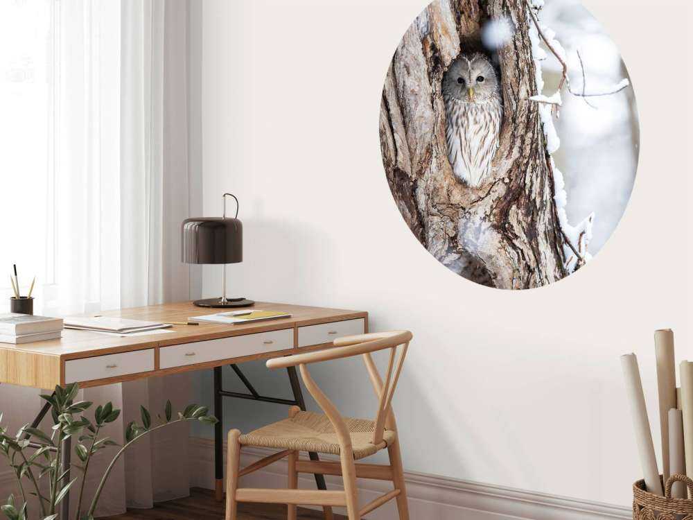 Hvit ugle i et hult tre