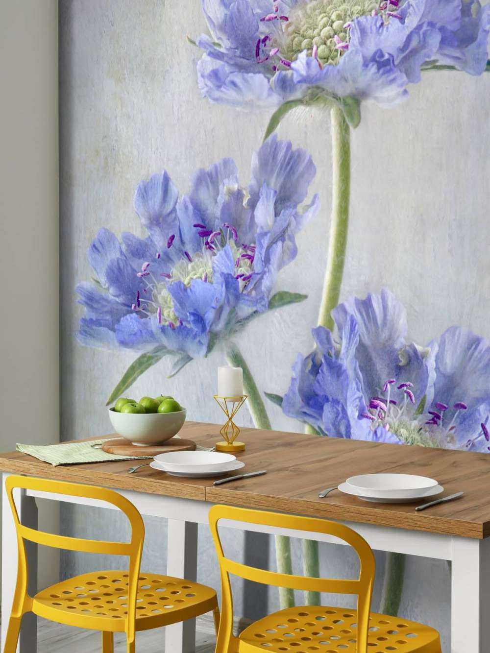Scabiosa