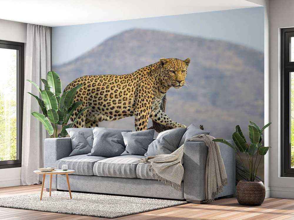 Leopard i Namibia
