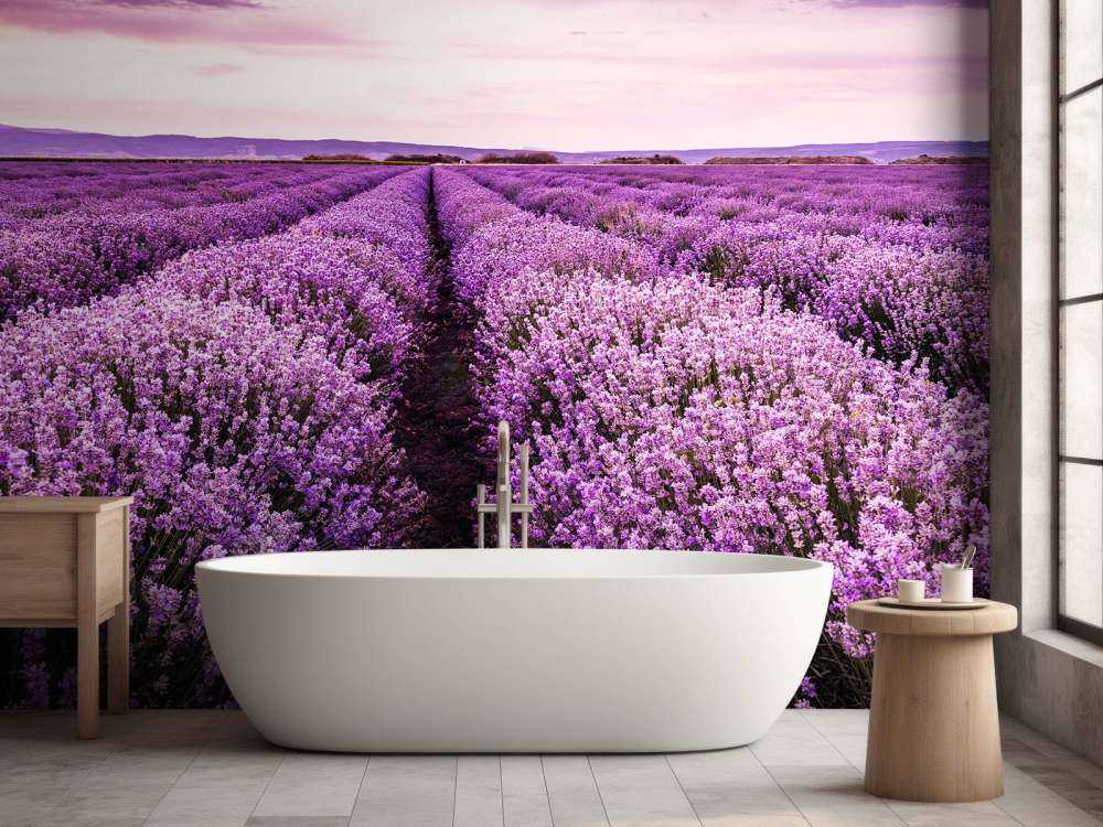 Lavendel buske