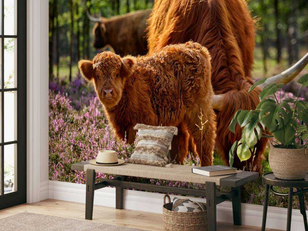 Familie skotske højlandere