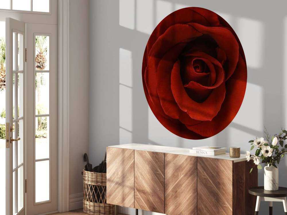 Nærbillede rød rose