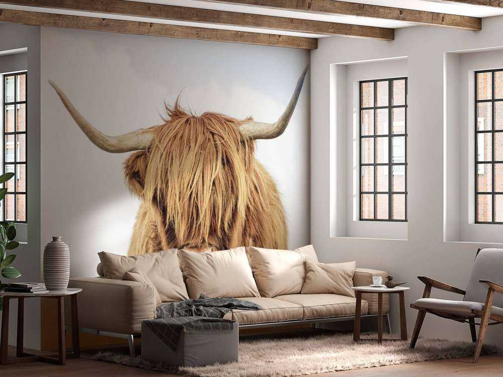 Nærbillede af en skotsk højlander