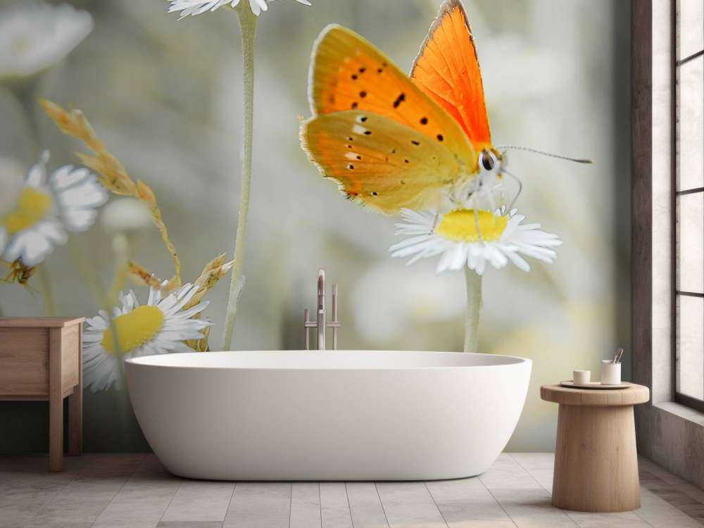 Tusindfryd og orange sommerfugl