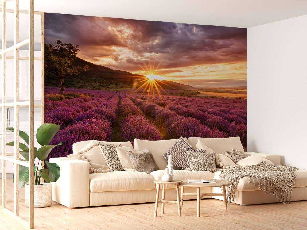 Lavendel under solen