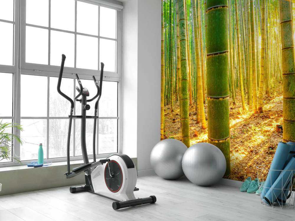 Bambuskog i soluppgång