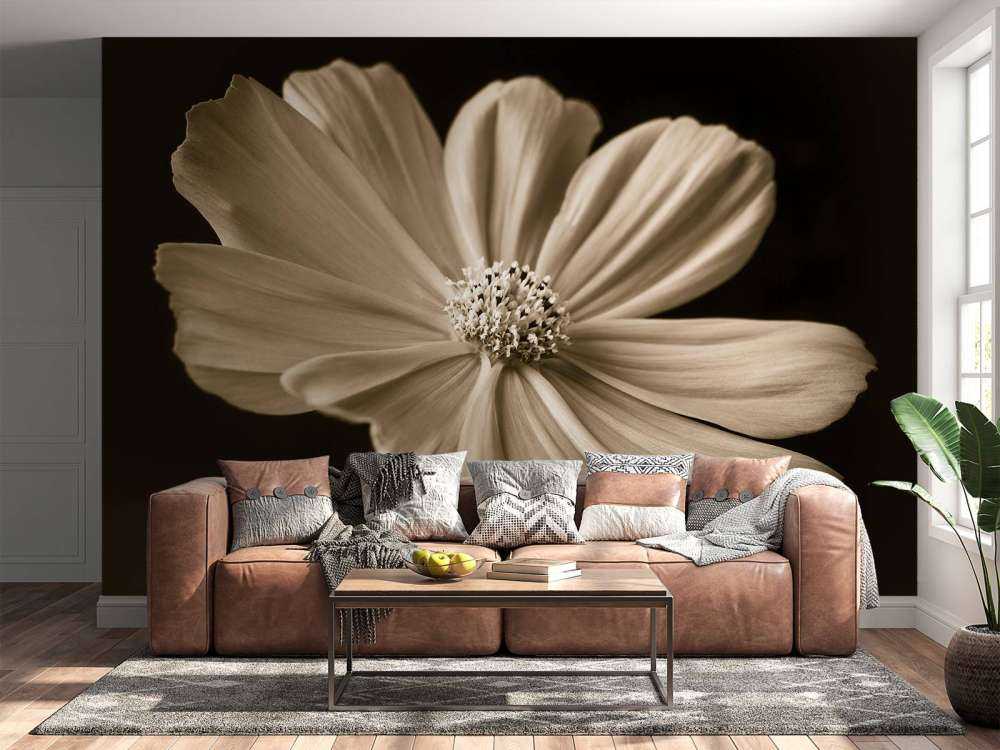 Cosmos blomma