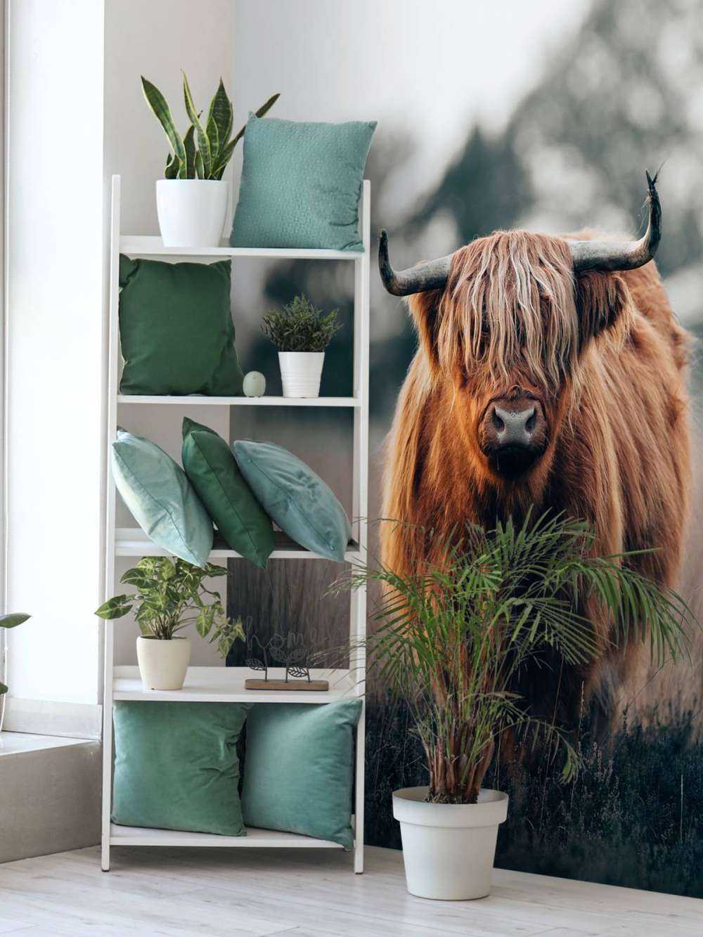 Porträtt av highland boskap