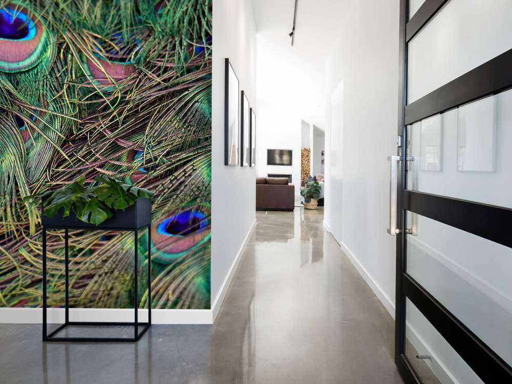 Närbild påfågelfjädrar