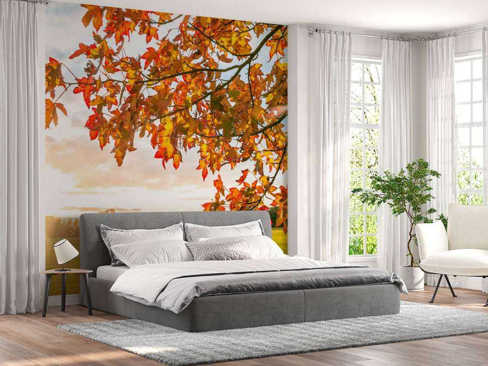 Höstträd i solnedgången