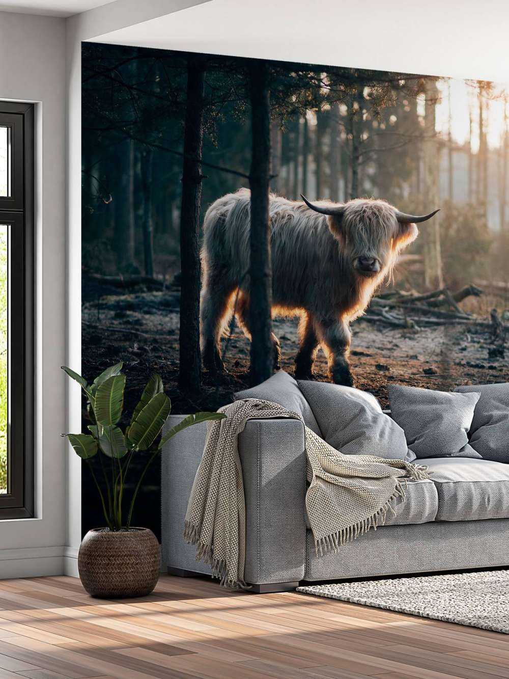 hvite skotske høylandet